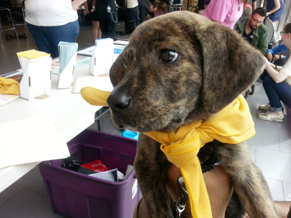 puppy.jpg