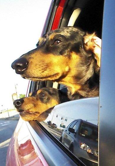 dogsinsubaru.jpg