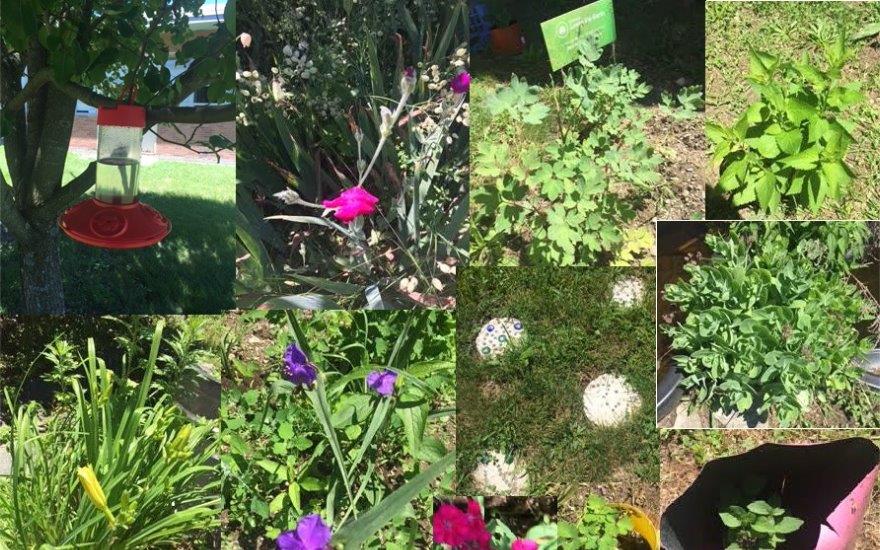 AHS garden collage.jpg
