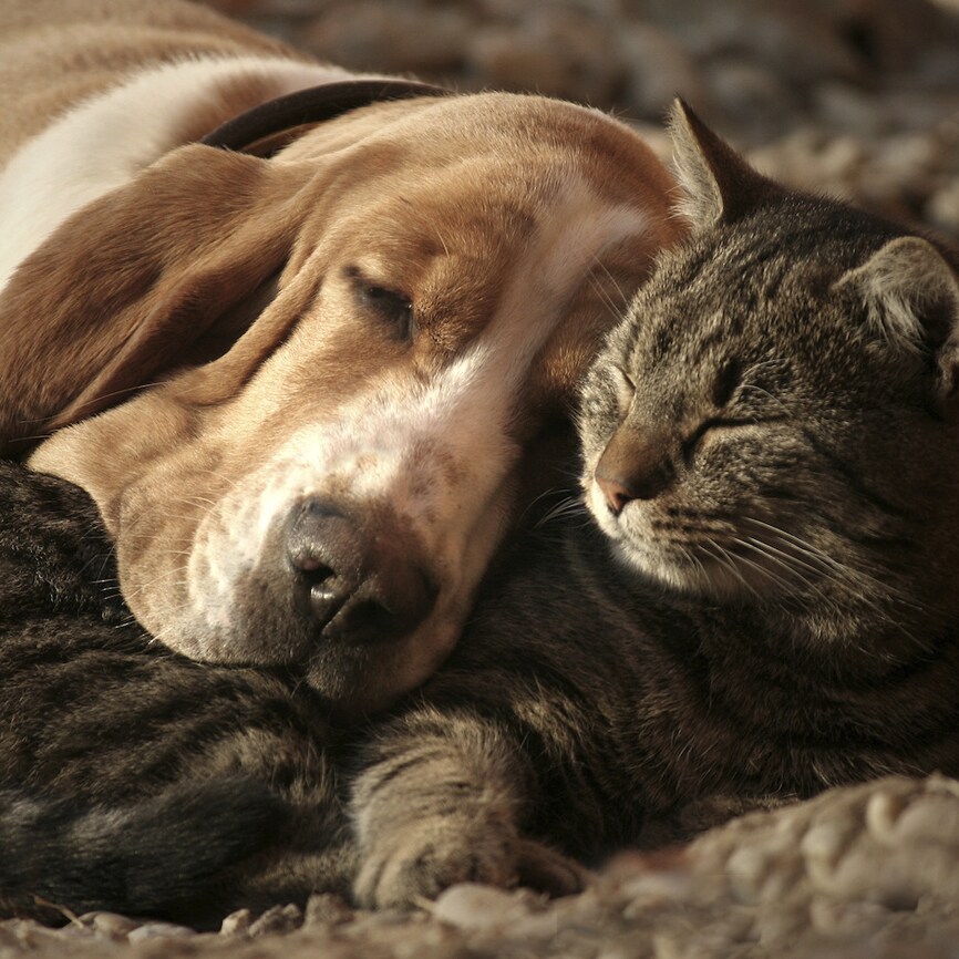 cat-and-dog.jpg