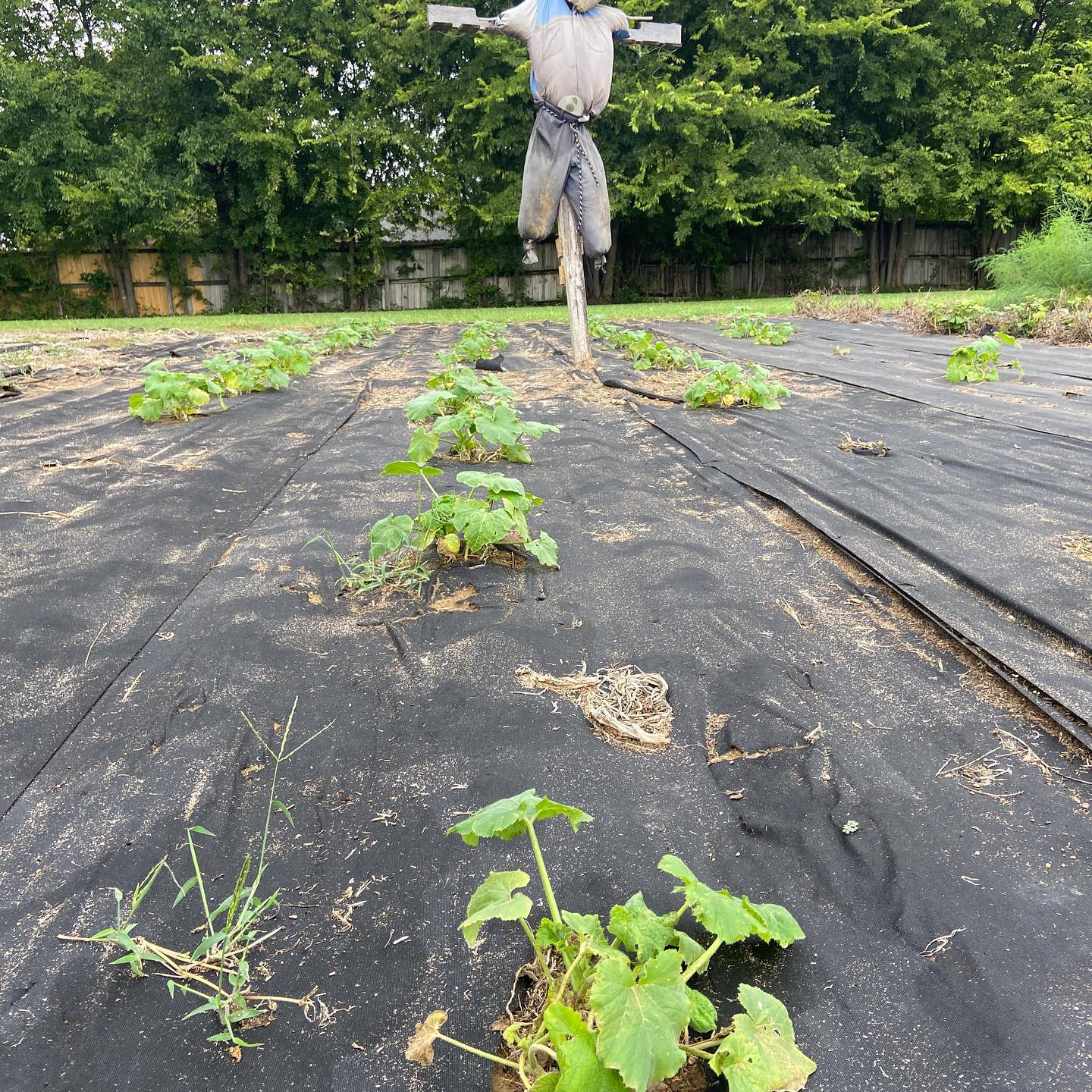 garden 1.jpeg