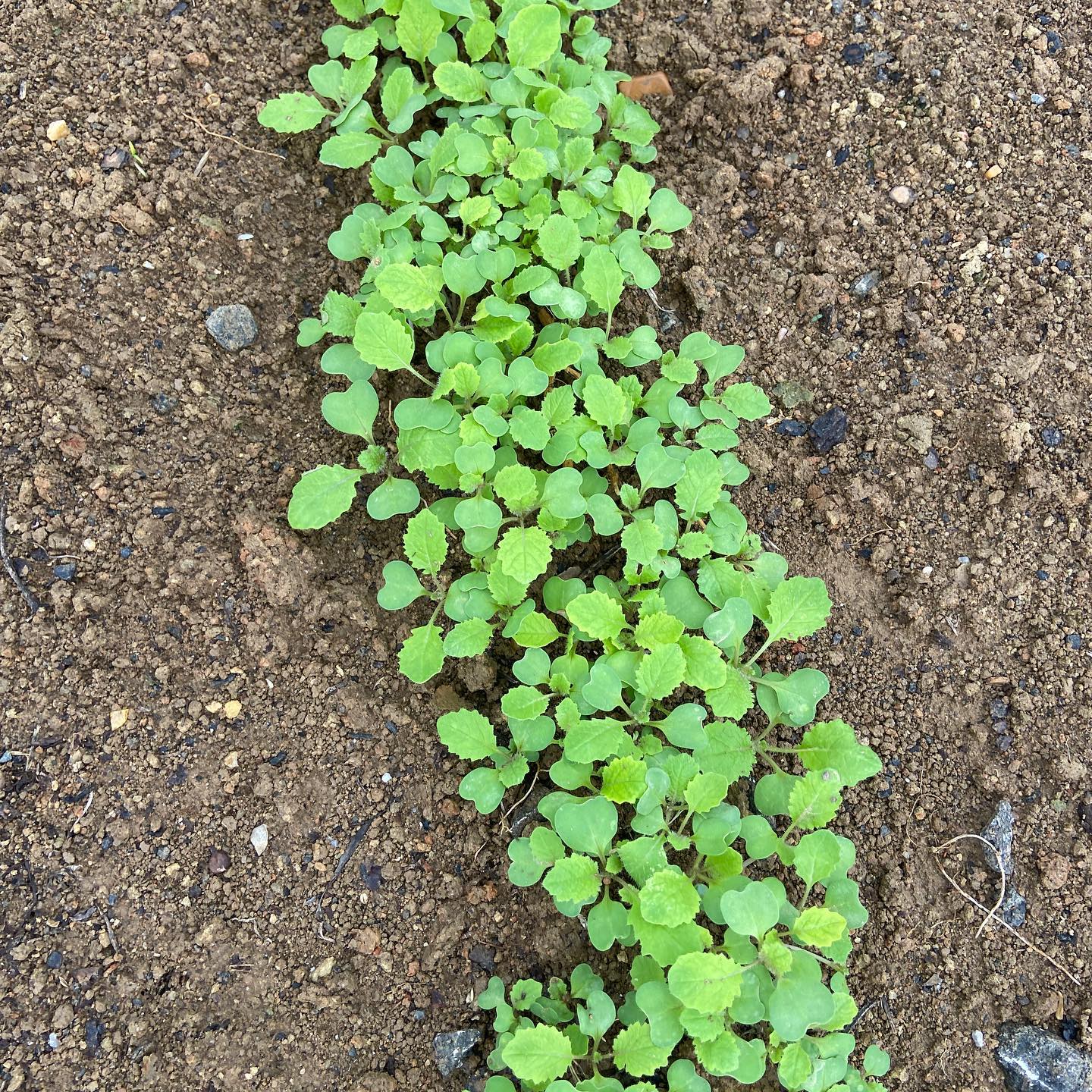 garden 2.jpeg