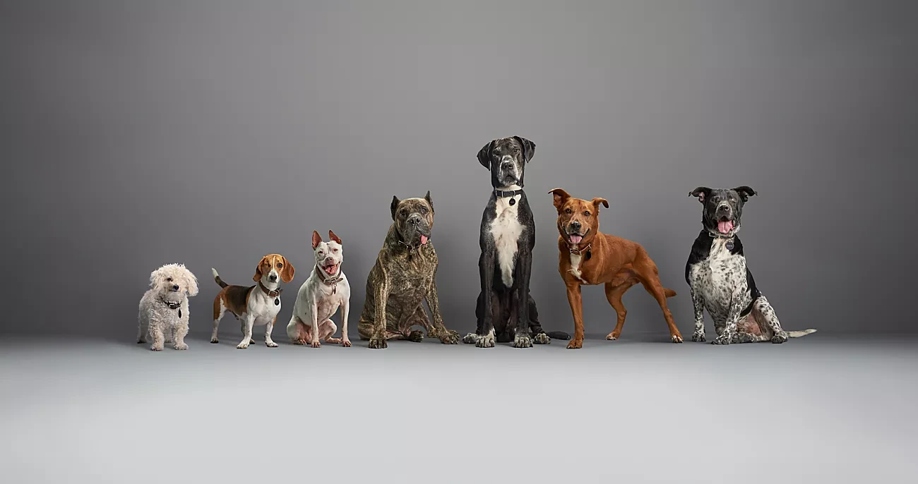 Seven dogs of different sizes sitting together