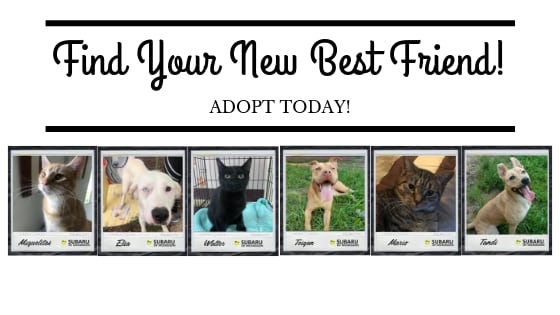 Adopt a best friend today! (5).png