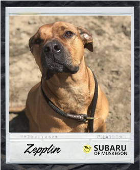 Zepplin Polaroid.png