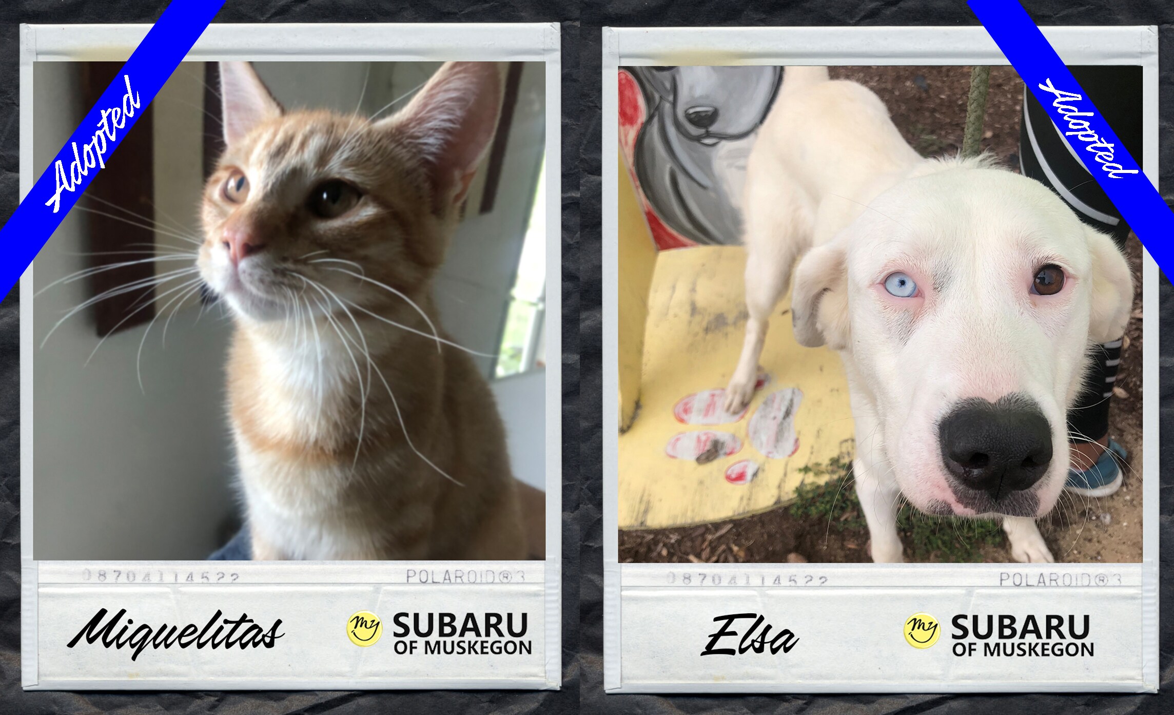 polaroid Elsa_Miguelitas Adopted.jpg