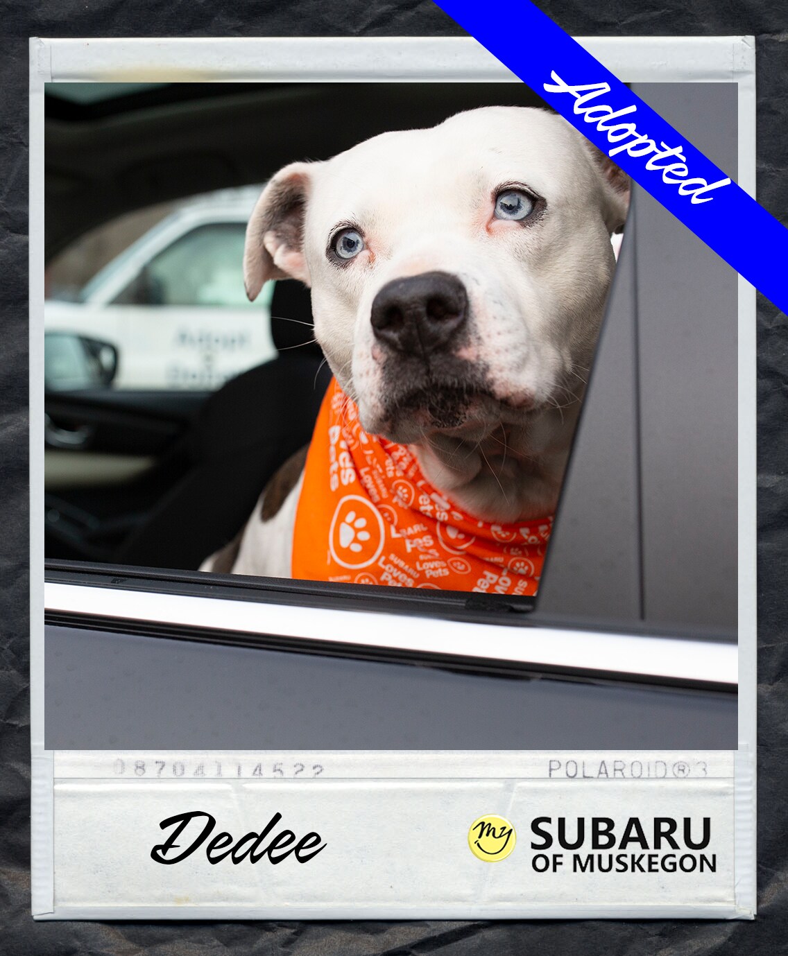 Dedee Polaroid Adopted.png