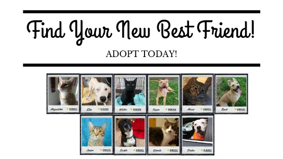 Adopt a best friend today! (6).png