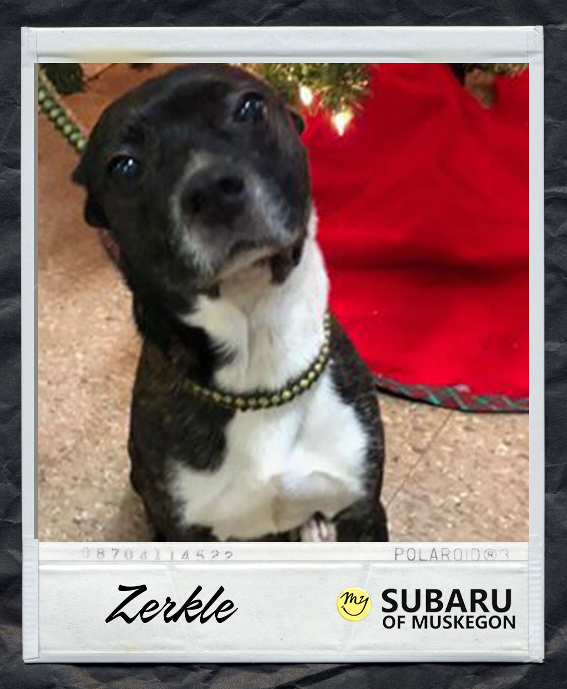 Zerkle Polaroid.png