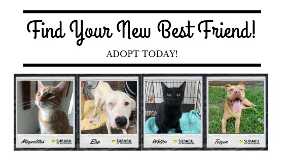 Adopt a best friend today! (2).png