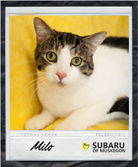 Milo Polaroid.png