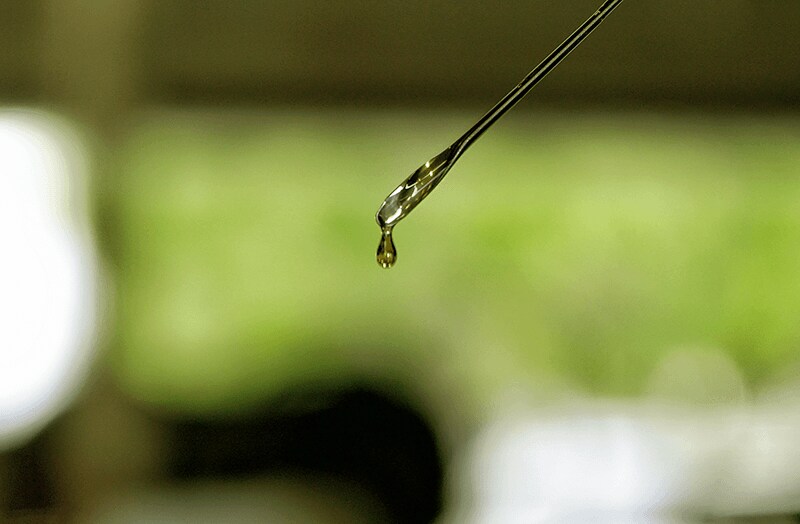 hazelwood oil
