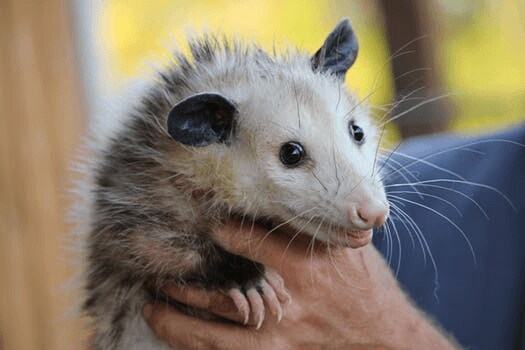 Ellwood City Possum