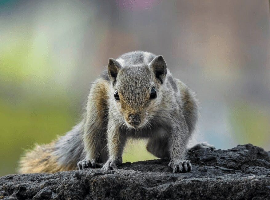 palm beach acura squirrel
