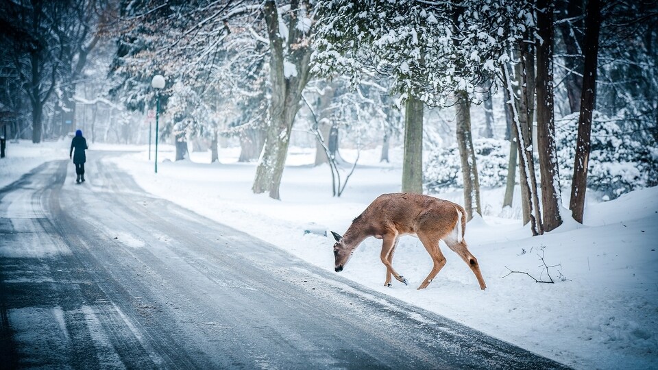 deer-699280_1920.jpeg