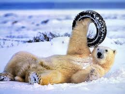 POLARBEAR 2.jpg