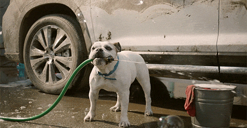 DogWash.gif