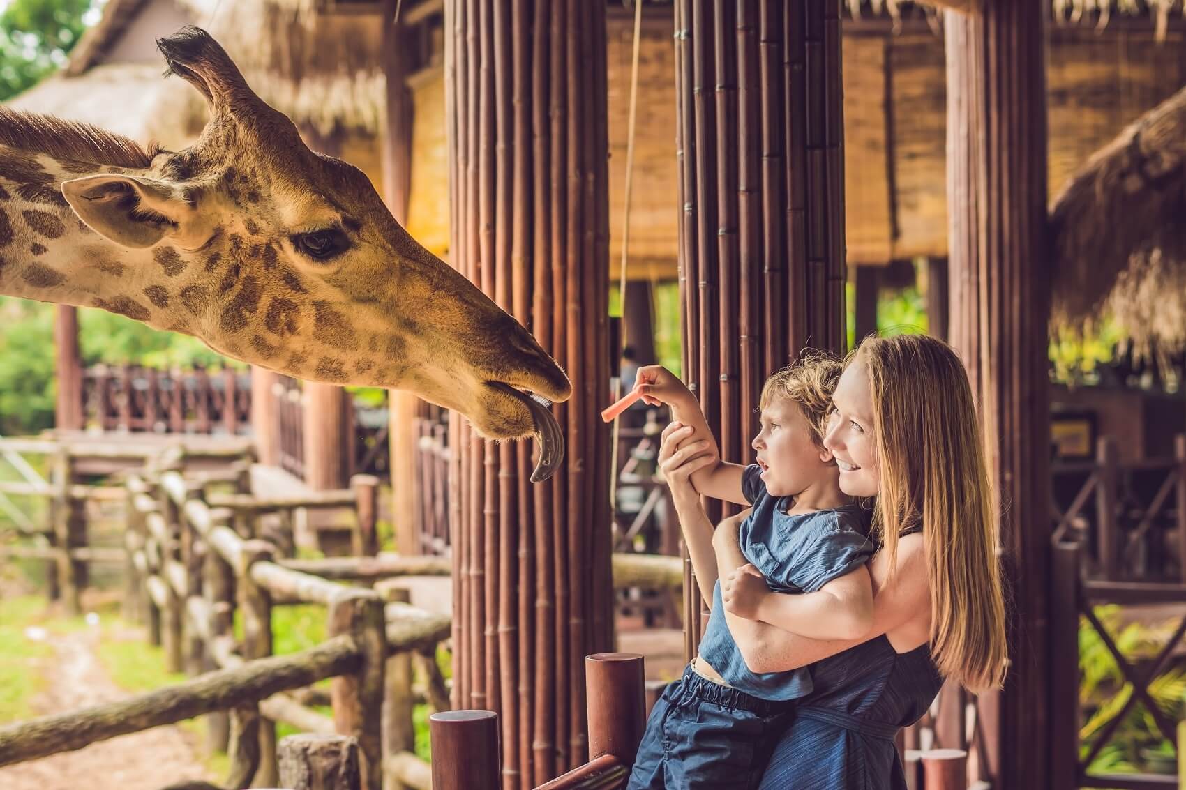 Mother and son feeding giraffe a carrot at the San Diego Zoo