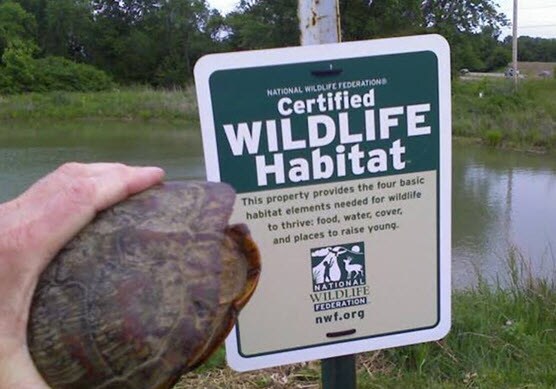 OCJ Turtle.jpg
