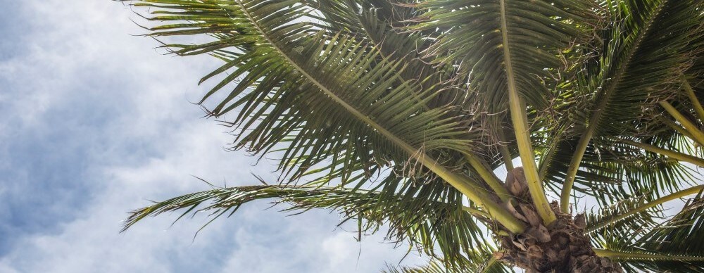 palm tree.jpg