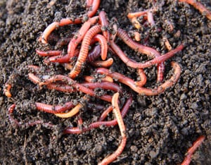earthworms