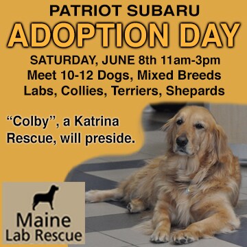 Patriot Subaru -Dog Adoption.jpg