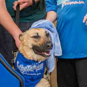 Bathe-To-Save-Patriot-Subaru-Dog-4.jpg