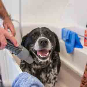 Bathe-To-Save-Patriot-Subaru-Dog-2.jpg