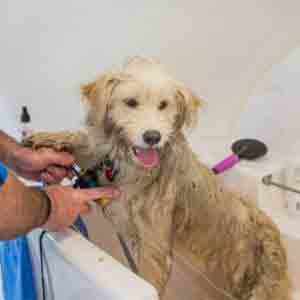 Bathe-To-Save-Patriot-Subaru-Dog-5.jpg
