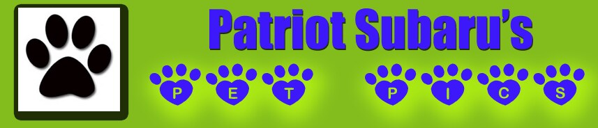 Pet-Pics-Logo.gif