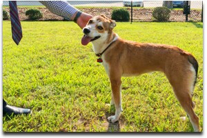 Dogs in Tyler, TX