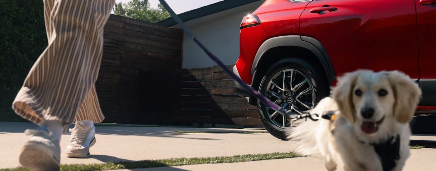 Toyota%20Dealer%20Near%20Galesburg%20-%202025%20Toyota%20Corolla%20Cross%20Dog.jpg Person and their dog walking near a red 2025 Toyota Corolla Cross in a driveway