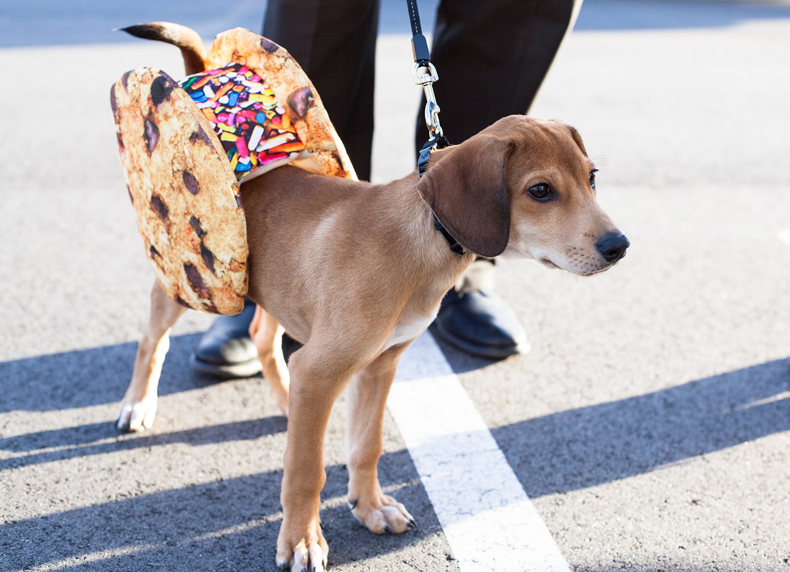 Subaru Trunk-or-Treat Event-12.jpg