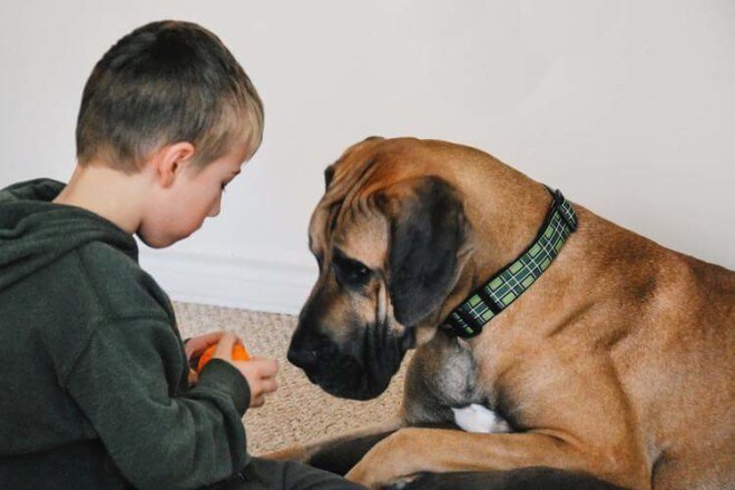 Sir-Winston-PTBO-Humane-Society.jpg