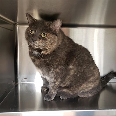 Minou-Peterborough-Humane-Society.jpg