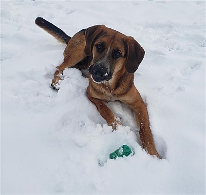 Remy_Peterborough-Humane-Society.jpg