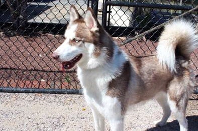 Tiko_Siberian Husky.jpg