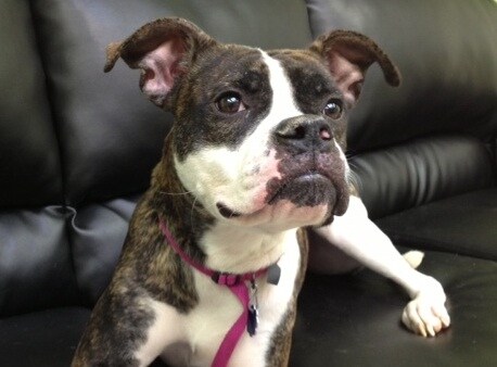 Jenna - Piazza Pet of the Week.JPG