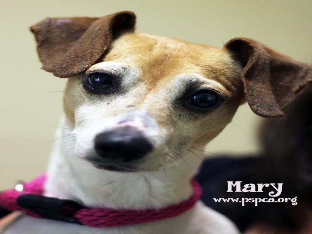 Mary_Piazza Pet.JPG
