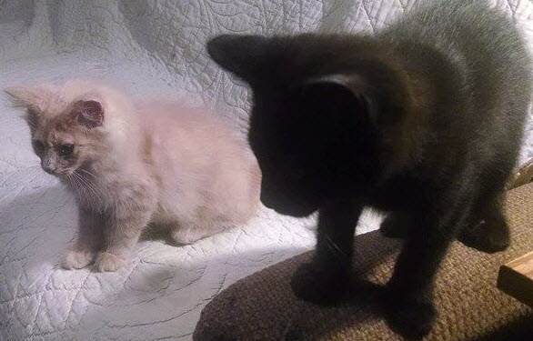 Ike & Archie _ kittens.jpg