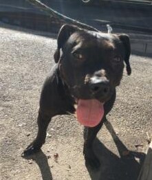 Mrs. Sippi_pitbull terrier mix.png