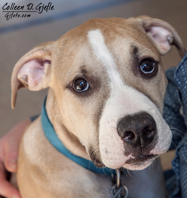 Bo - Piazza Pet of the Week Dog.jpg