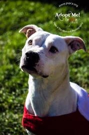 Sheeba _ pitbull terrier mix.jpg