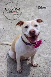 Sabina _Pit Bull mix 08.13.14.jpg