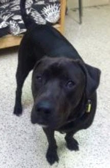 Bear_chocolate lab mix.jpg