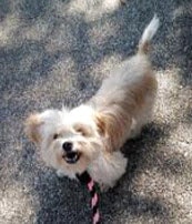 Bambi_Shi Tzu mix.jpg