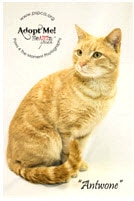 Antwone_tabby cat.jpg