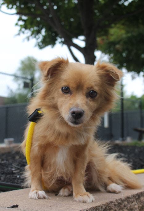 Dandelion _PiazzaPet 10.15.14.jpg