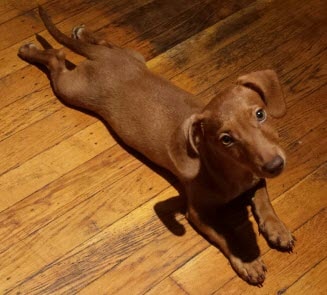 Dietz Dog 9.15.15.jpg