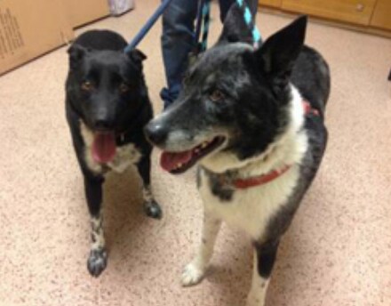 Ying & Yang _ Australian Shepherd mixes.png
